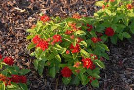 Lantana Camara Bandito Bandito Lantana North Carolina Extension Gardener Plant Toolbox