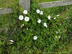 Image result for Convolvulus arvensis
