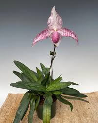 Image result for Rhipidoglossum delepierreanum