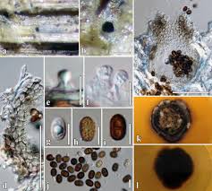 Maybe you would like to learn more about one of these? Microfungi Associated With Clematis Ranunculaceae With An Integrated Approach To Delimiting Species Boundaries Springerlink