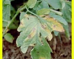 Maybe you would like to learn more about one of these? Semangka 2 Ilmubudidaya Com