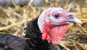 Technically, however, the bird found in turkey is from the family numididae3 , and the bird in the americas was source: Mrsa In Uk Turkeys Raises Questions Of Communication Transparency And Risk Wired