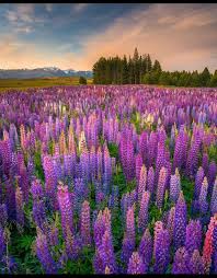 Pin On Flower Landscape