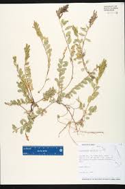 Image result for Alysicarpus