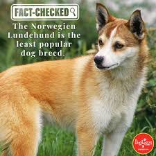 Image result for lundehund