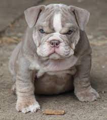 Some efforts were made to have the dogs fight one another, but this was clearly not the bulldog's forte. English Bulldog Puppy For Sale