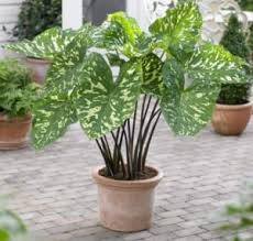 Jenis jenis bunga keladi hias. 10 Jenis Tanaman Keladi Hias Dan Cara Merawatnya