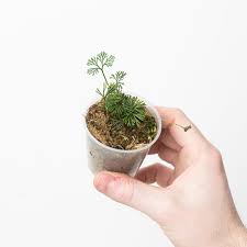 Image result for Elaphoglossum