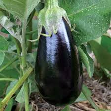 If you buy plants from a garden center, choose sturdy plants up to a foot tall. Florida High Bush Eggplant Seed Savers Exchange
