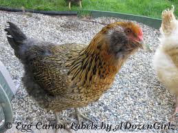 Araucana Ameraucana Or Easter Egger Olive Egger Rainbow Layer What S The Difference Easter Eggers Easter Egger Chicken Chickens