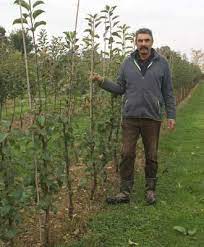 Apple and pear cordons are generally planted at an angle of 45° and trained to a height of 1.8 m (6 ft). Cordon Trained Fruit Trees For Sale