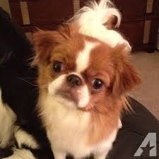 Appropriate environment japanese chin puppies adapt well to almost any living environment, from the smallest apartment to a large, spacious home full of children and other animals. Adorable Japanese Chin Puppies For Sale In Coram New York Classified Americanlisted Com