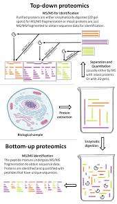 bottom up proteomics wikipedia