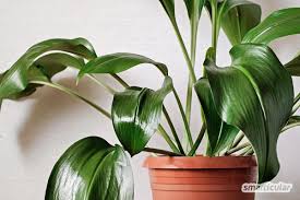 Niedrig wachsende frostharte sorte, die gerade mal 30 cm hoch wächst. Zimmerpflanzen Bei Wenig Licht Grune Oasen Fur Dunkle Raume