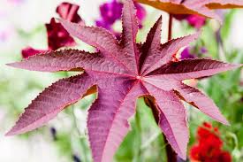 Plants Are The Strangest People: Houseplant Toxicity Week: Part 5  (Unpleasant Plants)