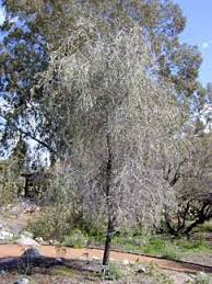 This is a list of vegetables which are grown or harvested primarily for the consumption of their leafy parts, either raw or cooked. Acacia Pendula Weeping Acacia Weeping Myall Plant Lust
