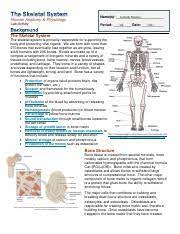 Isabella Morales The Skeletal System 2021 Docx Pdf Human Anatomy Physiology Lab Activity Isabella Morales Name S 3rd 11th Period Date The Skeletal Course Hero