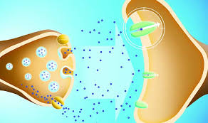 Serotonin Syndrom Symptome Ursache Dauer Und Behandlung