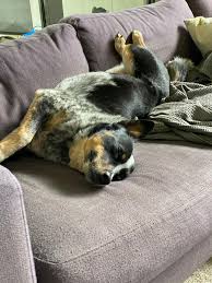 If you catch your pup sleeping like this, it likely means they are either a bit cold or apprehensive about something, like a new environment or people. Atypical Cattle Dog Sleeping Position Australiancattledog