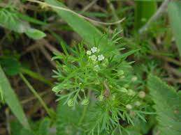 Image result for Apium leptophyllum