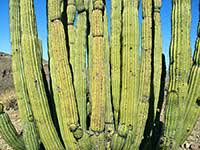 Faux tall yucca plant (outdoor). Cacti Of Arizona