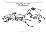 Free printable bug coloring pages for kids via bestcoloringpagesforkids.com. Praying Mantis Coloring Worksheets Teaching Resources Tpt