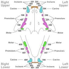 Dog Mouth Diagram List Of Wiring Diagrams