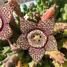 Image result for Orbea variegata