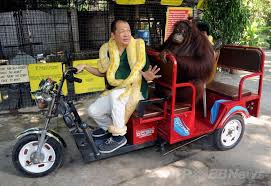 三輪ev車で大気汚染対策 フィリピン動物園で販促活動 国際ニュース afpbb news フィリピン 動物園 オランウータン