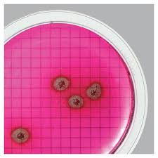 A species of considerable medical importance. Waterbugs Pseudomonas Aeruginosa Atcc 27853