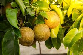 Le Poirier Nashi Un Poirier Asiatique Arbre Fruitier Cultiver Arbre D Ornement