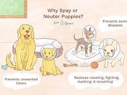 When To Spay Or Neuter A Puppy