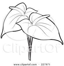 Anthuriums Coloring Pages Of A Coloring Page Outline Of Two Anthurium Flowers By Lal Perera Anthurium Flower Anthurium Flower Drawing