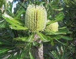 Banksia Flower חיפוש ב Google Australian Native Plants Australian Plants Native Plants