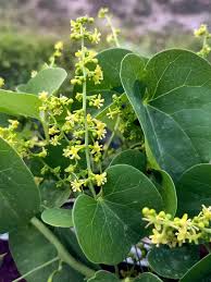 Image result for Tinospora