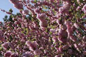 We did not find results for: Ornamental Almond Pruning Learn When And How To Prune A Flowering Almond