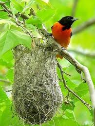 Backyard Birds Of Pa Identification Gary Tyson Hammond Lake Tioga Pennsylvania June 2006 Http Www Flickr Com Photos Garyt48 3610788690 Baltimore Orioles Birds Backyard Birds Oriole Bird