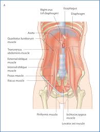 Lateral flexion of the lumbar spine (basically helps you elevate the hip to one side Diaphragm And Posterior Abdominal Wall Basicmedical Key