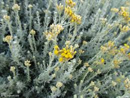 Image result for Helichrysum asperum