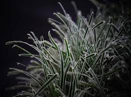 Image result for Ficinia