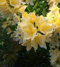 Azalia I Ve Never Seen This Color Before So Pretty Flowers Perennials Beautiful Flowers Azaleas