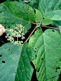 Image result for Urera