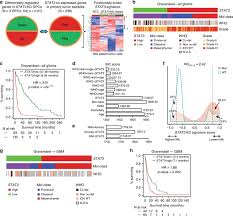 a stat3 based gene signature stratifies glioma patients for