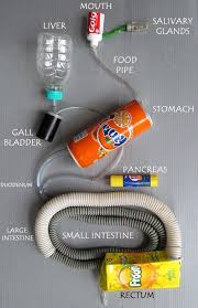 Biology Science Fair Projects For 7th Grade Toys From Trash Digestive System Model Biology Projects Digestive System Project