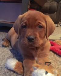 Balsam Branch Kennel Red Lab Puppies Lab Puppies Fox Red Labrador
