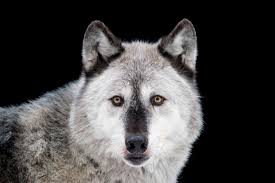 The 43 Year Old Law Has Prevented Hundreds Of Species From Going Extinct Https T Co D9txmn3bwm Hairtranspla Endangered Animals Endangered Species Endangered