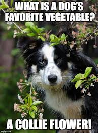 Maybe you would like to learn more about one of these? Collie Dog Meme Dog Puns Dog Memes Dogs