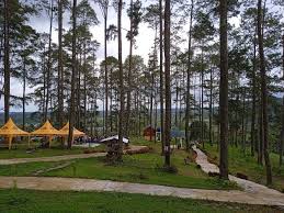 Pinus Hills Simarjarunjung