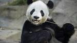 Firm turns panda poop into