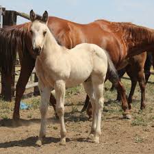 Image result for Medium Buckskin 1989 Colt